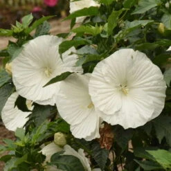 'Marshmallow Moon' Perennial Hibiscus -Garden Plants Store ed8299824e1295ff82956d59535837a6