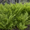 Ostrich Fern -Garden Plants Store edcabb402c38f262b74af1760e3ef7e3