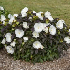 Summerific® 'Cookies And Cream' Perennial Hibiscus 8 Summerific® 'Cookies And Cream' Perennial Hibiscus -Garden Plants Store ef1859efc0a5ef319c1b78b5577cfee5