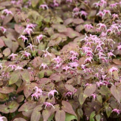 'Pretty In Pink' Barrenwort -Garden Plants Store epimedium barrenwort prettyinpink 2