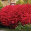'Compactus' Burning Bush -Garden Plants Store euonymus alatus compactus burning bush 1 sw