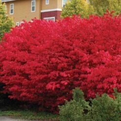 'Compactus' Burning Bush