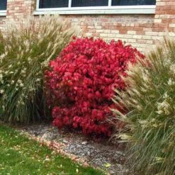 'Compactus' Burning Bush -Garden Plants Store euonymus alatus compactus burning bush 3 sw