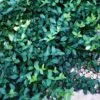 Wintercreeper -Garden Plants Store euonymus colorata wintercreeper 1 sw