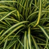 EverColor® 'Everoro' Sedge -Garden Plants Store ever color everoro sedge carex