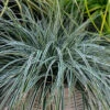 EverColor® 'Everest' Sedge -Garden Plants Store evercolor everest sedge 1
