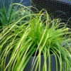 EverColor® 'Everillo' Sedge 2 EverColor® 'Everillo' Sedge -Garden Plants Store evercolor everillo sedge 1