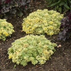 Rock 'N Low® 'Boogie Woogie' Stonecrop 10 Rock 'N Low® 'Boogie Woogie' Stonecrop -Garden Plants Store f024e42c42e5615e78b9e1e35acfbd6a