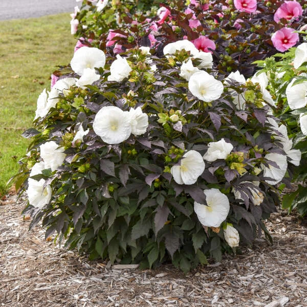 Summerific® 'Cookies And Cream' Perennial Hibiscus 4 Summerific® 'Cookies And Cream' Perennial Hibiscus - Image 2