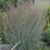 Blue Heaven® Little Bluestem -Garden Plants Store f1791ffacb429ee15c471289c4d8cbe6