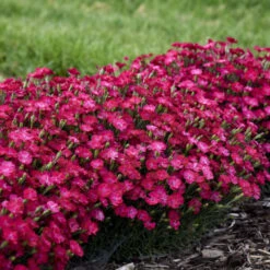'Paint The Town Red' Dianthus -Garden Plants Store f31612abc365d0ce0888b4d99c0daf25