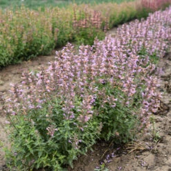'Pinky Pie' Hummingbird Mint 7 'Pinky Pie' Hummingbird Mint -Garden Plants Store f8d5c6be980529a34d3d82da4ae516b6