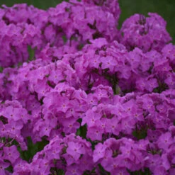 'Opening Act Ultrapink' Hybrid Phlox -Garden Plants Store f9b7b1ce9aede9587dc8d738e9108075