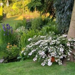 Fairytrail Bride™ Cascade Hydrangea™ -Garden Plants Store fairytrail bride cascading hydrangea 3 sw