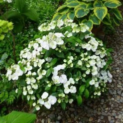 Fairytrail Bride™ Cascade Hydrangea™ -Garden Plants Store fairytrail bride cascading hydrangea 4 sw