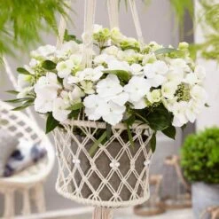 Fairytrail Bride™ Cascade Hydrangea™ -Garden Plants Store fairytrail bride cascading hydrangea 5 sw