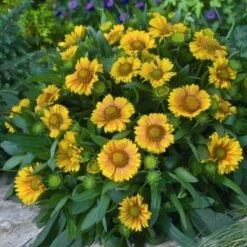'Arizona Apricot' Blanket Flower -Garden Plants Store fc49797d81d329fb48f92c05d632a479
