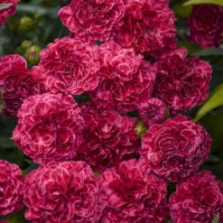 Fruit Punch® 'Raspberry Ruffles' Dianthus -Garden Plants Store fd97f530b14e3eea63e016fcf12ade4b