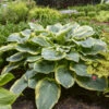 Shadowland® 'Gigantosaurus' Hosta 1 Shadowland® 'Gigantosaurus' Hosta -Garden Plants Store fe5214574e5d6491cf417ff7dc847155