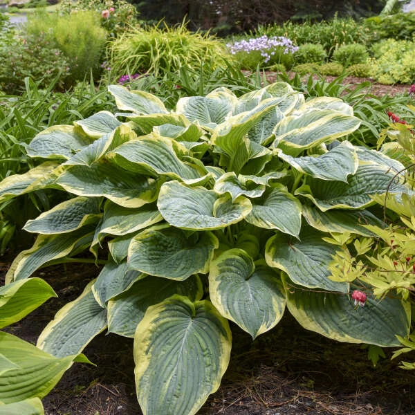 Shadowland® 'Gigantosaurus' Hosta 3 Shadowland® 'Gigantosaurus' Hosta