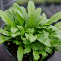 Feathered Friends™ 'Cordial Canary' Bugleweed -Garden Plants Store feathered friends cordial canary bugleweed 2