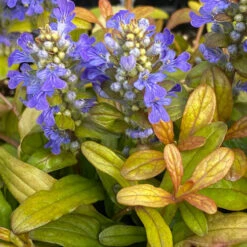 Feathered Friends™ 'Fancy Finch' Bugleweed