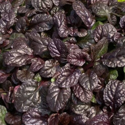 Feathered Friends™ 'Fierce Falcon' Bugleweed -Garden Plants Store feathered friends fierce falcon bugleweed 1