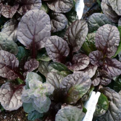 Feathered Friends™ 'Fierce Falcon' Bugleweed -Garden Plants Store feathered friends fierce falcon bugleweed 3