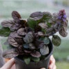 Feathered Friends™ 'Fierce Falcon' Bugleweed -Garden Plants Store feathered friends fierce falcon bugleweed 4