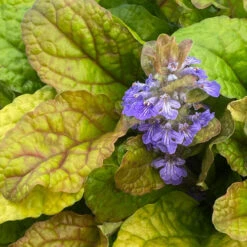 Feathered Friends™ 'Parrot Paradise' Bugleweed -Garden Plants Store feathered friends parrot paradise bugleweed 3