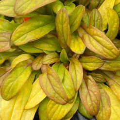 Feathered Friends™ 'Petite Parakeet' Bugleweed -Garden Plants Store feathered friends petite parakeet bugleweed 1