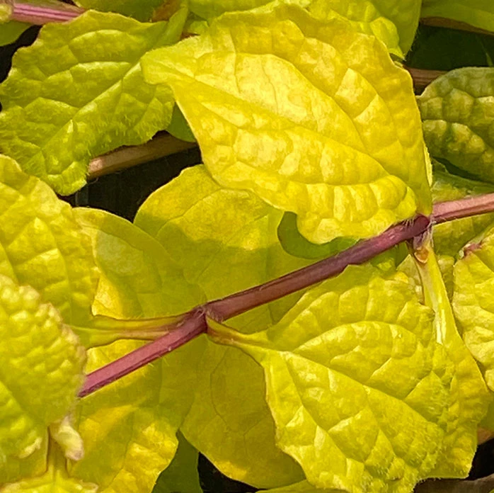 Feathered Friends™ 'Tropical Toucan' Bugleweed 4 Feathered Friends™ 'Tropical Toucan' Bugleweed - Image 2