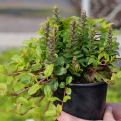 Feathered Friends™ 'Tropical Toucan' Bugleweed