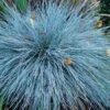 'Boulder Blue' Blue Fescue -Garden Plants Store festuca boulder blue fescue 1 sw