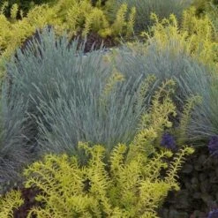 'Boulder Blue' Blue Fescue 11 'Boulder Blue' Blue Fescue -Garden Plants Store festuca boulder blue fescue 2 sw