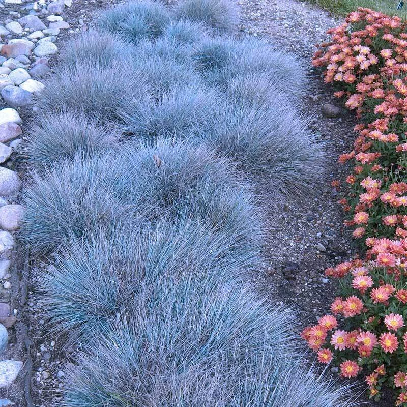 'Boulder Blue' Blue Fescue 4 'Boulder Blue' Blue Fescue - Image 2