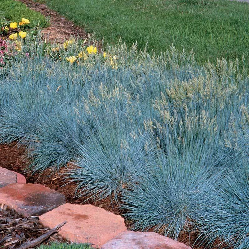 'Boulder Blue' Blue Fescue 6 'Boulder Blue' Blue Fescue - Image 4