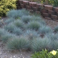 'Boulder Blue' Blue Fescue 13 'Boulder Blue' Blue Fescue -Garden Plants Store festuca boulder blue fescue 5 sw