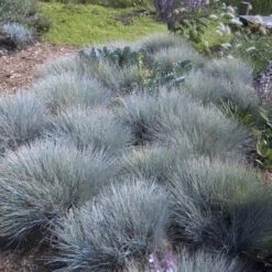 'Boulder Blue' Blue Fescue 15 'Boulder Blue' Blue Fescue -Garden Plants Store festuca boulder blue fescue 6 sw