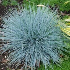 'Boulder Blue' Blue Fescue 14 'Boulder Blue' Blue Fescue -Garden Plants Store festuca boulder blue fescue 8 sw