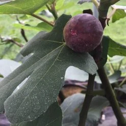'Chicago Hardy' Fig