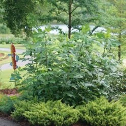 'Chicago Hardy' Fig 7 'Chicago Hardy' Fig -Garden Plants Store ficus chicago hardy 3 sw