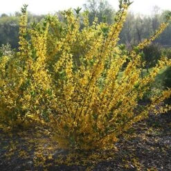 Flying Machine® Forsythia -Garden Plants Store forsythia flying machine 1 P sw