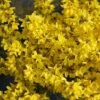 Flying Machine® Forsythia 2 Flying Machine® Forsythia -Garden Plants Store forsythia flying machine 7 P sw