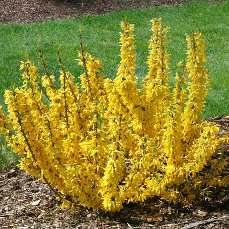 Show Off® Sugar Baby® Forsythia 3 Show Off® Sugar Baby® Forsythia