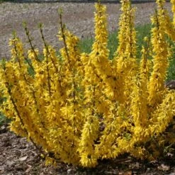 Show Off® Sugar Baby® Forsythia 10 Show Off® Sugar Baby® Forsythia -Garden Plants Store forsythia show off sugar baby flowering forsythia 3