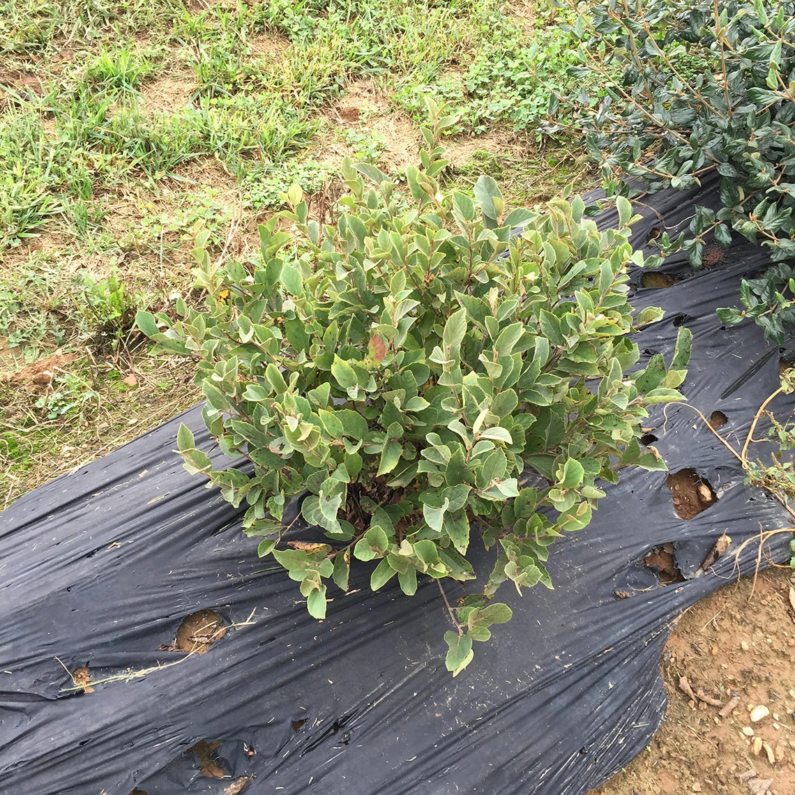 Legend Of The Small™ Bottlebrush 4 Legend Of The Small™ Bottlebrush - Image 2