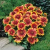 'Arizona Sun' Blanket Flower -Garden Plants Store gaillardia arizona sun1