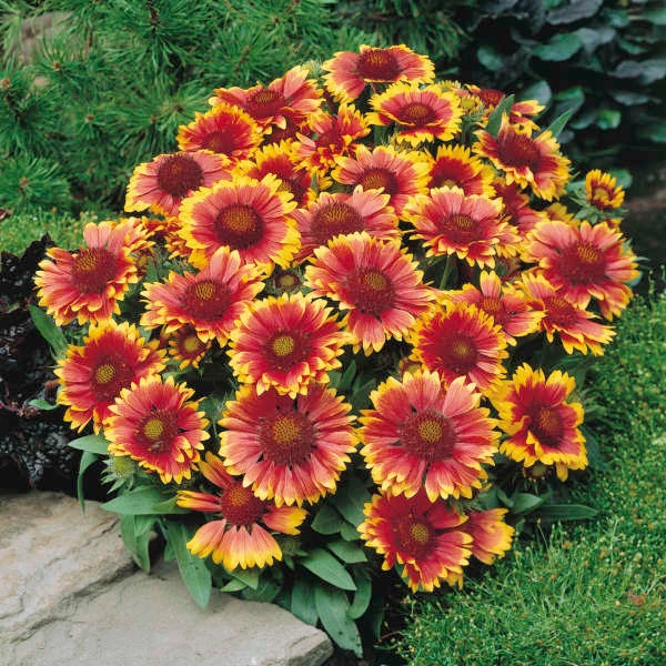 'Arizona Sun' Blanket Flower 3 'Arizona Sun' Blanket Flower