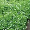 Sweet Woodruff -Garden Plants Store galium odoratum sweet woodruff 1